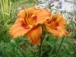 rom07thumbjpg