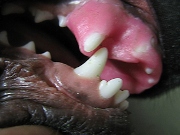 Odontoplastik Tg 1JPG